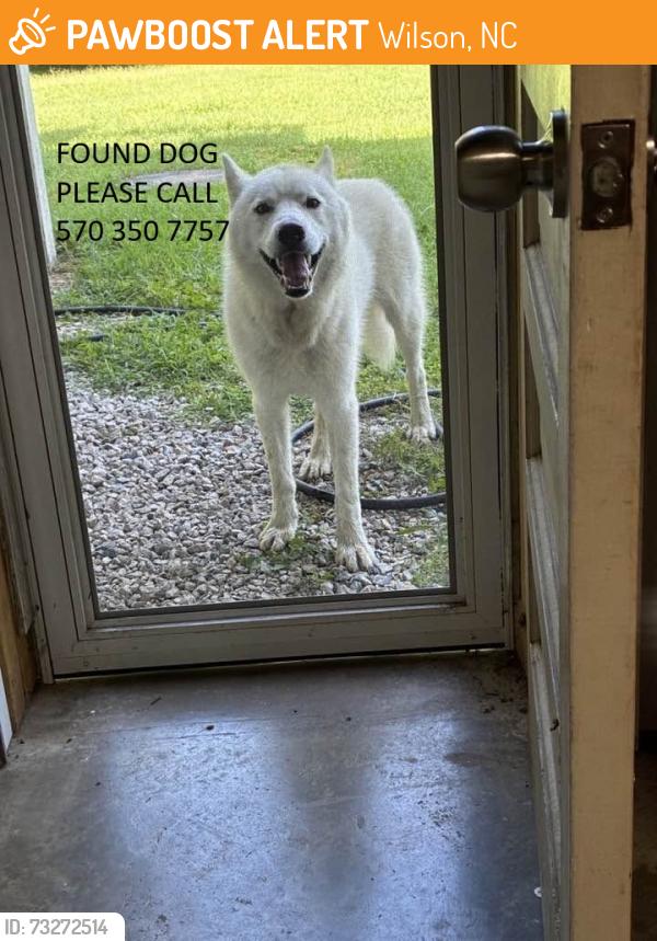 Found/Stray Unknown Dog last seen mamie rd and lamm rd, Wilson, NC 27893
