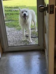 Found/Stray Unknown Dog last seen mamie rd and lamm rd, Wilson, NC 27893