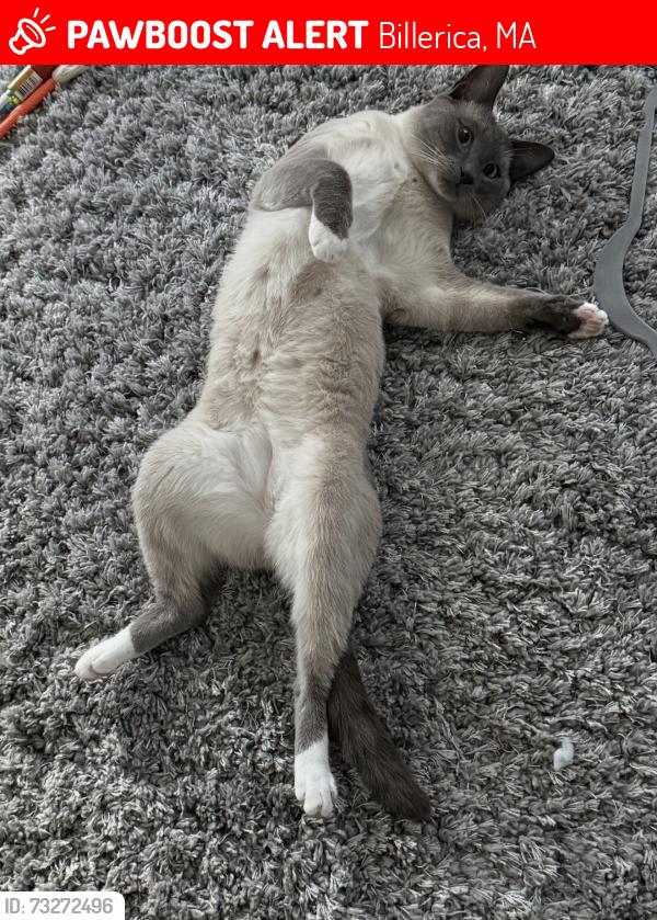 Lost Male Cat last seen Near Coach Road, close to the wooded area, North Billerica, MA 01862, Billerica, MA 01862