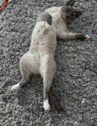 Reunited Male Cat last seen Near Coach Road, close to the wooded area, North Billerica, MA 01862, Billerica, MA 01862