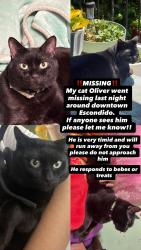 Reunited Male Cat last seen By westmont senior facility, Escondido, CA 92025