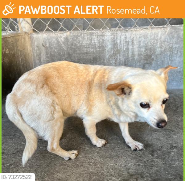 Found/Stray Unknown Dog last seen Dorothy Street, Rosemead, CA 91770