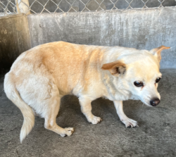 Found/Stray Unknown Dog last seen Dorothy Street, Rosemead, CA 91770