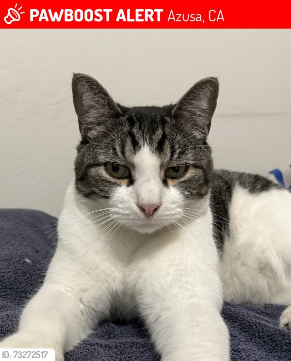 Lost Male Cat last seen Rodecket, Azusa, CA 91702