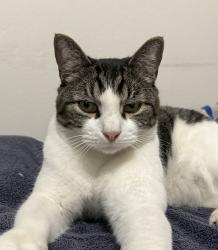 Lost Male Cat last seen Rodecket, Azusa, CA 91702