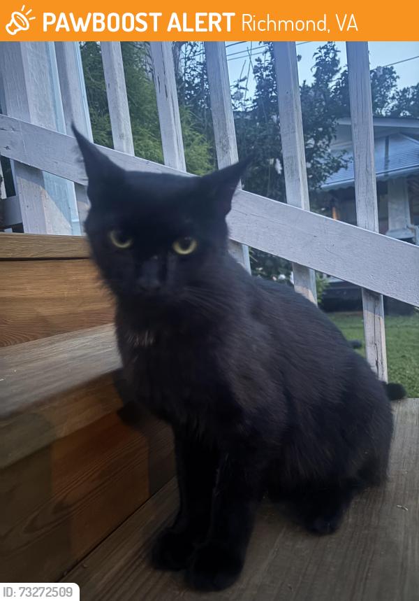 Found/Stray Male Cat last seen Farrand Street, Richmond, VA 23231