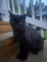 Found/Stray Male Cat last seen Farrand Street, Richmond, VA 23231