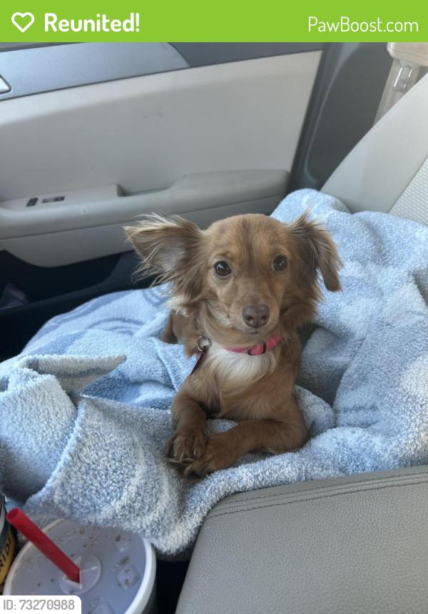 Reunited Female Dog last seen Sapphire Ln & emerald Dr, Aurora, IL 60506