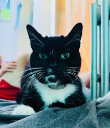 Reunited Female Cat last seen Prospect Ave bet 4th and 5th, Brooklyn, NY 11215