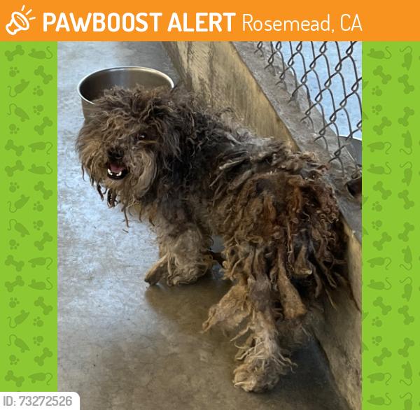 Found/Stray Unknown Dog last seen Garvey Avenue, Rosemead, CA 91770