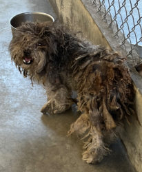 Found/Stray Unknown Dog last seen Garvey Avenue, Rosemead, CA 91770