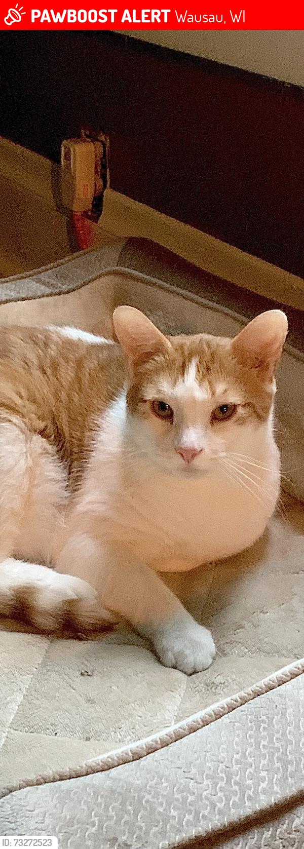 Lost Male Cat last seen Near north 4th street Wausau wi, Wausau, WI 54403