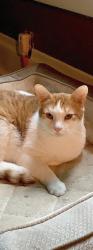 Lost Male Cat last seen Near north 4th street Wausau wi, Wausau, WI 54403