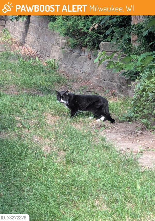Found/Stray Unknown Cat last seen Near S 19th St. Milwaukee, WI, Milwaukee, WI 53221