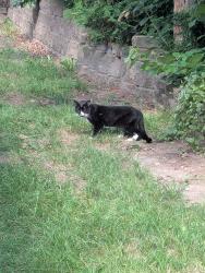 Found/Stray Unknown Cat last seen Near S 19th St. Milwaukee, WI, Milwaukee, WI 53221