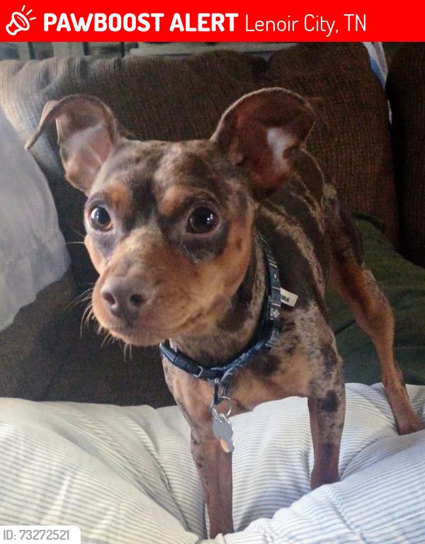 Lost Male Dog last seen Cusick Circle, Lenoir City, TN 37772