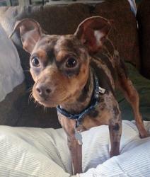 Lost Male Dog last seen Cusick Circle, Lenoir City, TN 37772