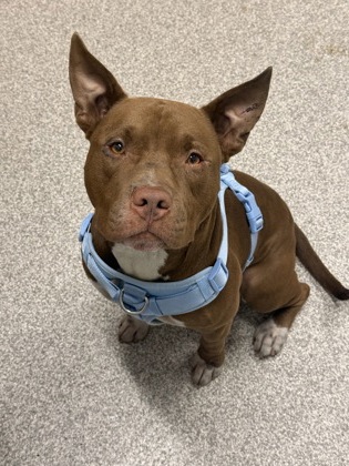 Shelter Stray Male Dog last seen Near Boone ave, 21218, MD, 2490 Giles Rd, Baltimore, MD 21225, USA