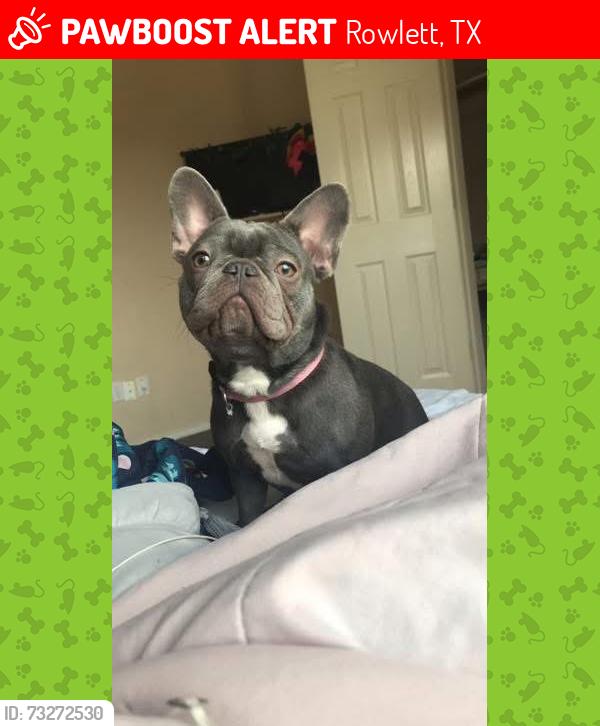 Lost Female Dog last seen Beech street Rowlett tx, Rowlett, TX 75089