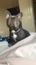 Lost Female Dog last seen Beech street Rowlett tx, Rowlett, TX 75089