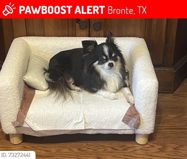 Lost Male Dog last seen Morrow Road & 8th Street Huntington WV, Bronte, TX 76933