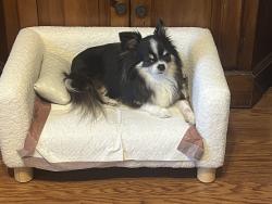 Lost Male Dog last seen Morrow Road & 8th Street Huntington WV, Bronte, TX 76933