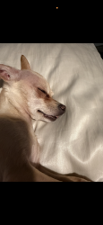 Lost Female Dog last seen Near 92nd and Pecos St, Denver, CO 80260