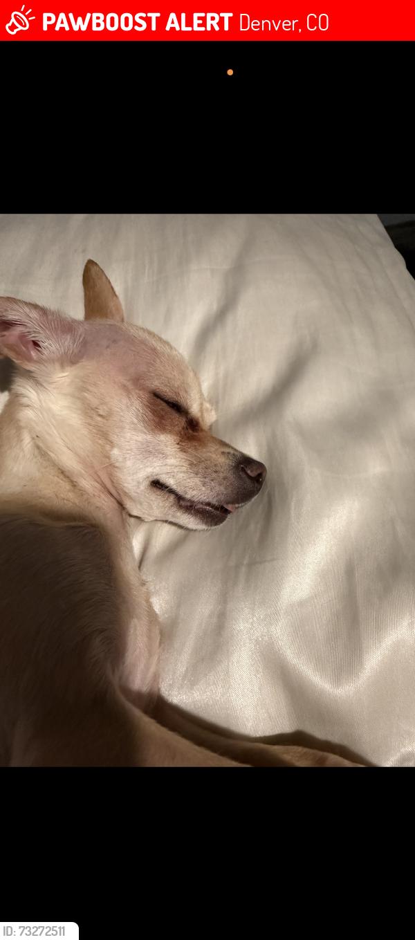 Lost Female Dog last seen Near 92nd and Pecos St, Denver, CO 80260