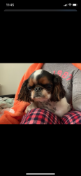 Reunited Female Dog last seen Kelvin Park, Chicago, IL 60639