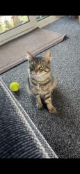 Lost Male Cat last seen Stafford, Staffordshire, England 