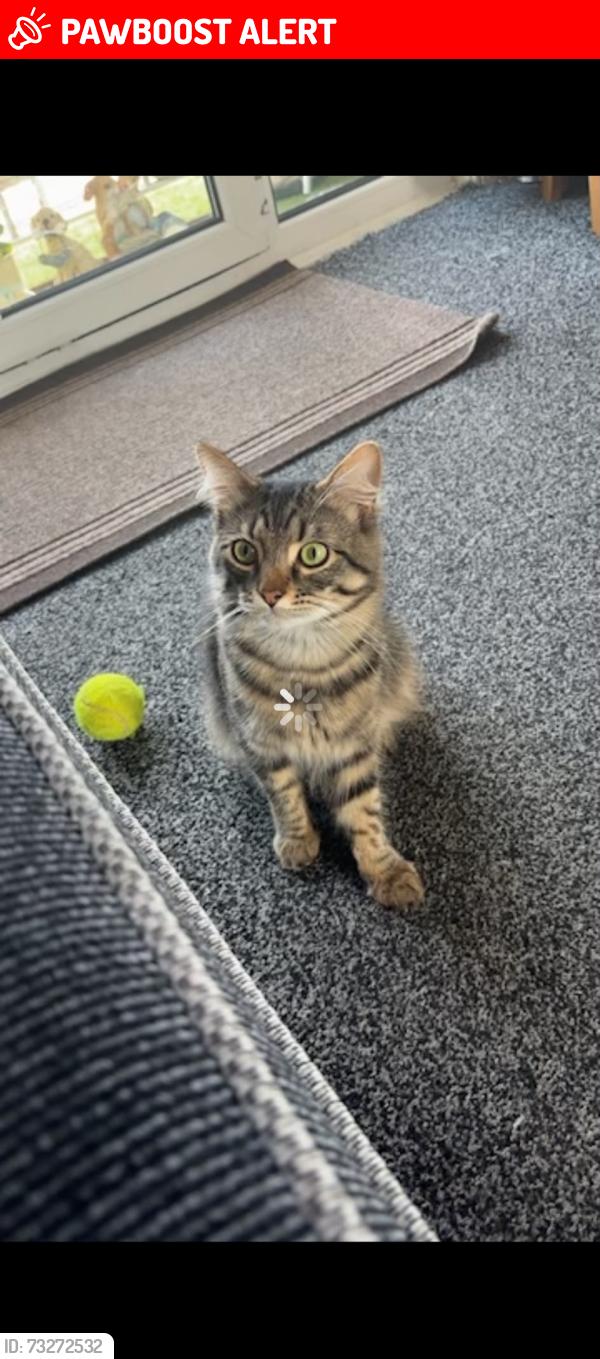 Lost Male Cat last seen Stafford, Staffordshire, England 