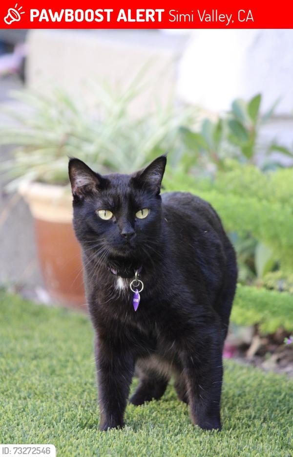 Deceased Female Cat last seen Sycamore and heywood, Simi Valley, CA 93065