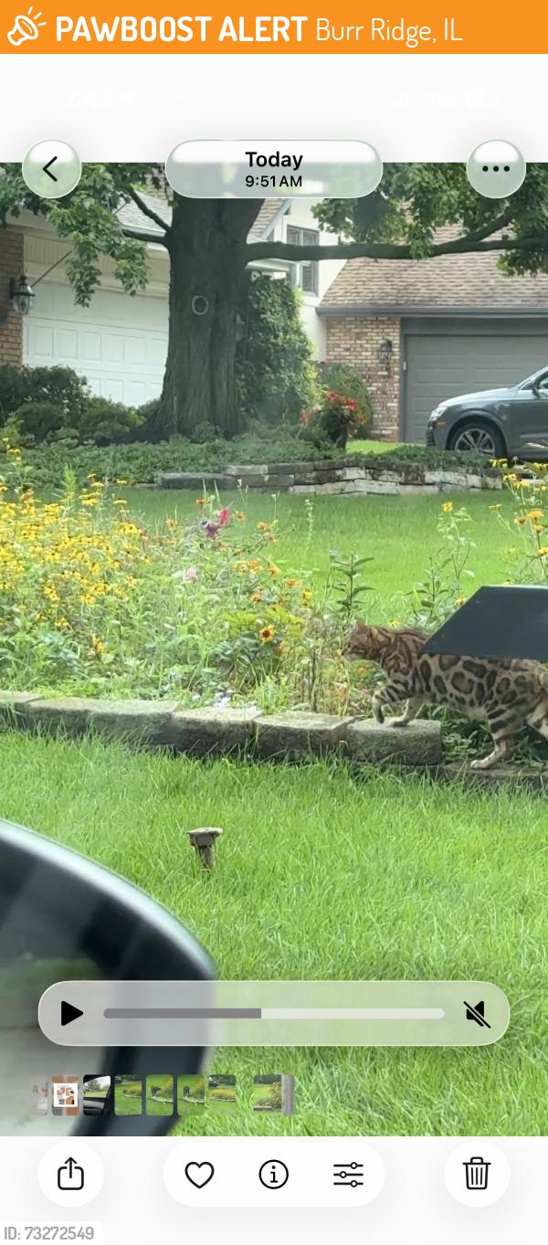 Found/Stray Unknown Cat last seen Off of county line road, Burr Ridge, IL 60527