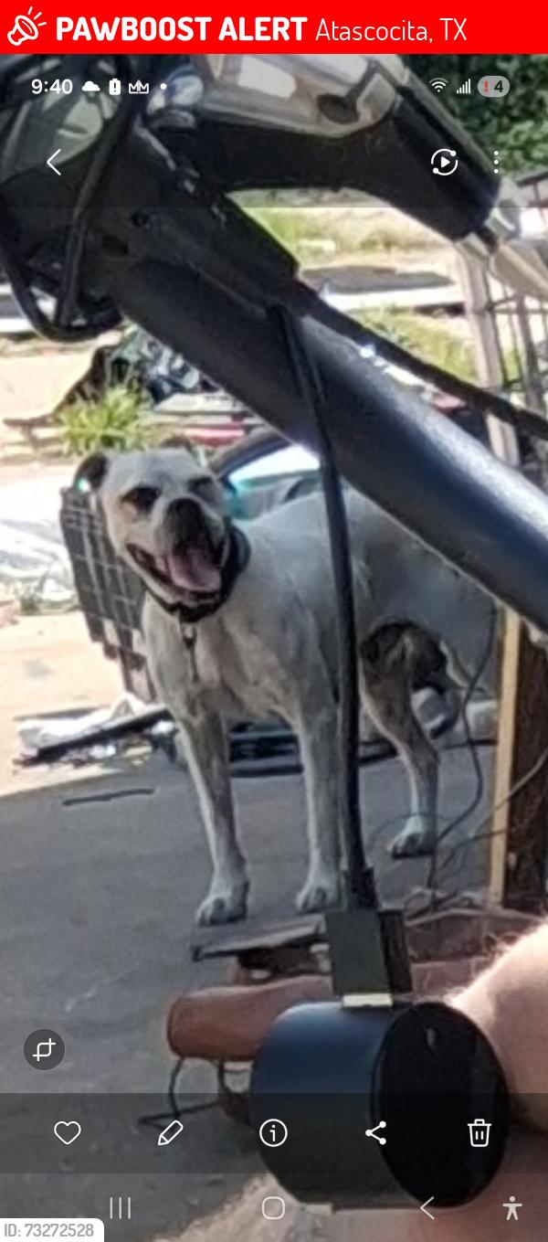 Lost Male Dog last seen Thom rd and 1960, Atascocita, TX 77346