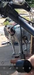 Lost Male Dog last seen Thom rd and 1960, Atascocita, TX 77346