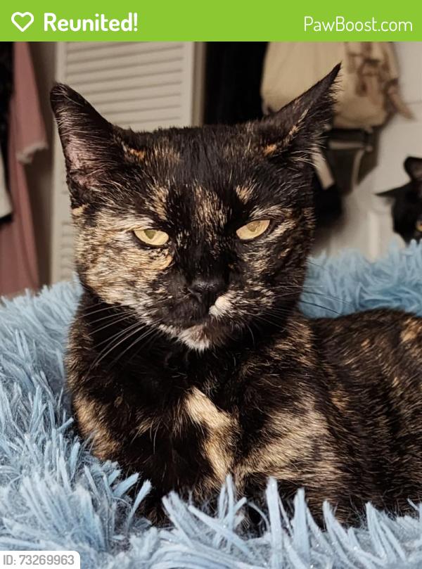 Reunited Female Cat last seen Coates Circle off Chapin Road, Benbrook, TX 76116