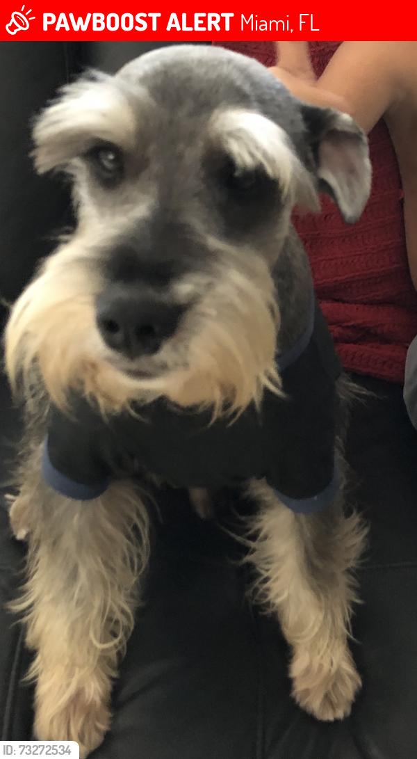 Lost Male Dog last seen Near st, Miami, FL 33184