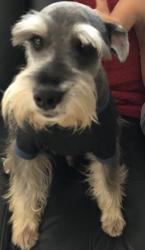 Lost Male Dog last seen Near st, Miami, FL 33184