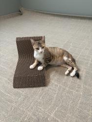 Found/Stray Female Cat last seen 15th St. and Q St. by Fremont Park, Sacramento, CA 95814