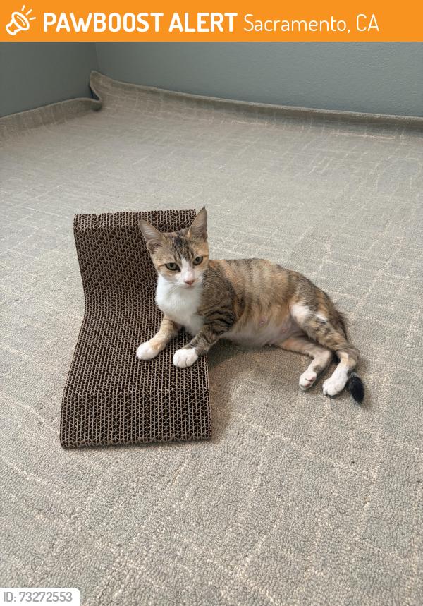 Found/Stray Female Cat last seen 15th St. and Q St. by Fremont Park, Sacramento, CA 95814
