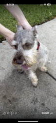 Found/Stray Male Dog last seen Southwest dian street, Burleson, TX 76028