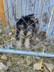 Reunited Unknown Dog last seen 76th and pierce, Arvada, CO 80003