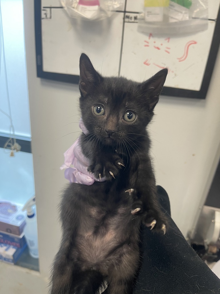 Shelter Stray Female Cat last seen Near Ralph Avenue, BROOKLYN, NY, 11234, 326 E 110th St, New York, NY 10029, USA