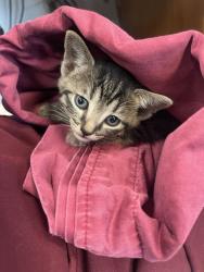 Shelter Stray Male Cat last seen Near Ralph Avenue, BROOKLYN, NY, 11234, 326 E 110th St, New York, NY 10029, USA