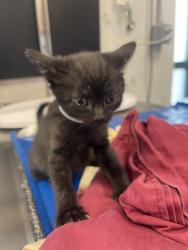 Shelter Stray Female Cat last seen Near Ralph Avenue, BROOKLYN, NY, 11234, 326 E 110th St, New York, NY 10029, USA