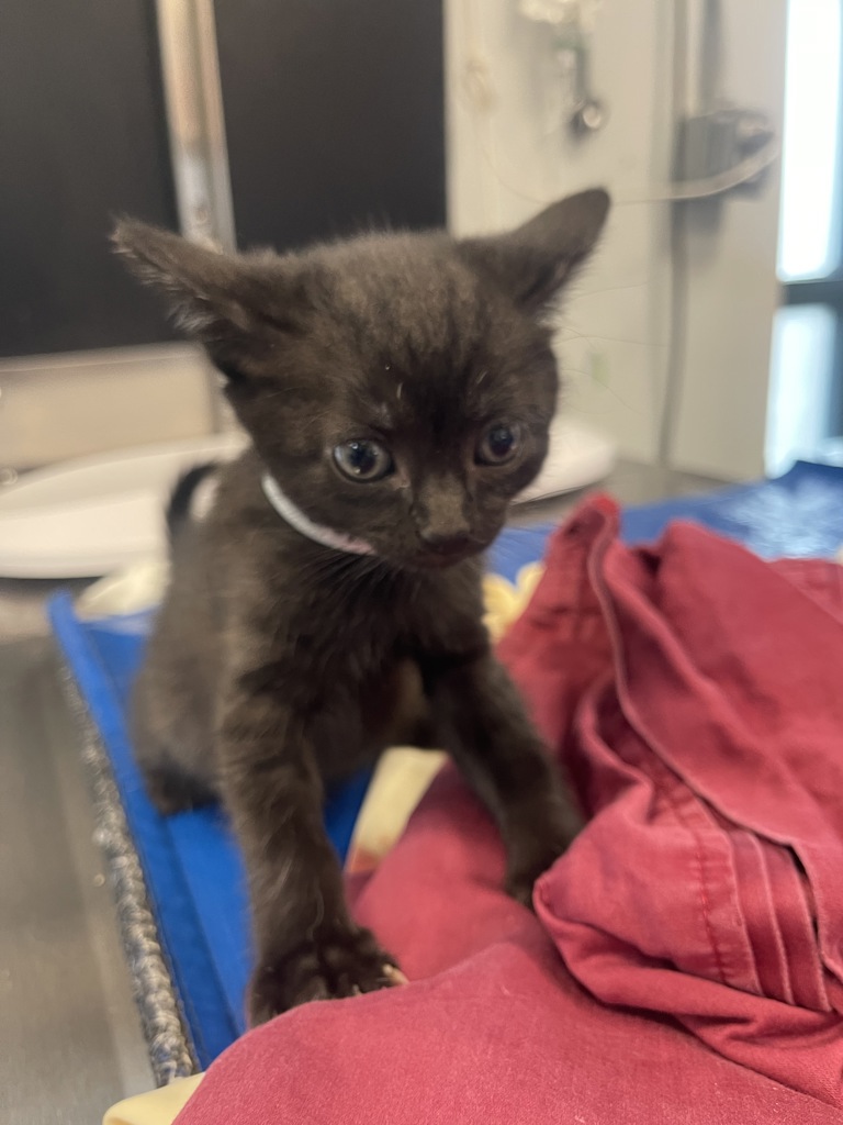 Shelter Stray Female Cat last seen Near Ralph Avenue, BROOKLYN, NY, 11234, 326 E 110th St, New York, NY 10029, USA