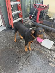 Found/Stray Female Dog last seen I85 & whitehorse rd, Greenville, SC 29605