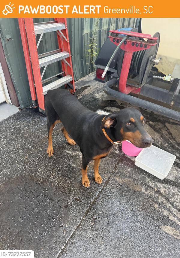 Found/Stray Female Dog last seen I85 & whitehorse rd, Greenville, SC 29605