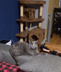 Reunited Female Cat last seen Racine ave and national ave in new berlin, New Berlin, WI 53146