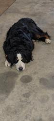 Reunited Female Dog last seen South hampton and State Rout 40, New Carlisle, OH 45344